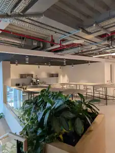 Inside Google’s Dublin office, showing a modern workspace with plants, seating and a kitchen area.